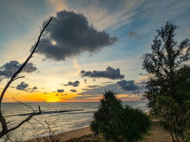 Çam ağacının üzerinde hava manzaralı güzel bir gün batımı. Gün batımının altın gökyüzünde güzel bir bulut. Soyut doğa arkaplanı