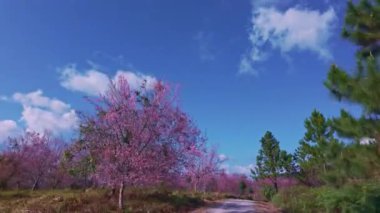 Pembe kiraz çiçekleri mavi gökyüzü ile çelişir.