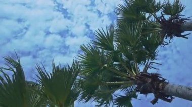 Mavi arkaplanı olan genç palmiye ağaçlarının alt manzarası