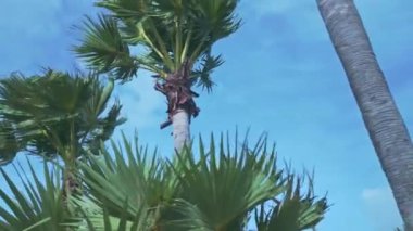 Mavi arkaplanı olan genç palmiye ağaçlarının alt manzarası