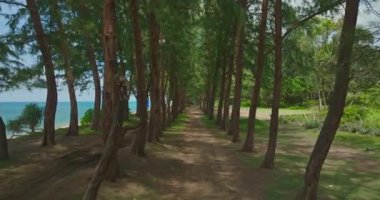 Sahilde çam ağaçlarıyla gündüz deniz manzarası