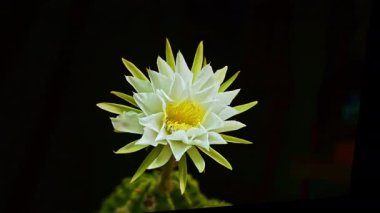 Kaktüs çiçeğinin koyu arka planda çiçek açması, zaman atlaması.