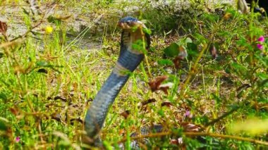 Yeşil yaprakların arasındaki kobra doğal ortamında. Güneş banyosu ya da uyarı olabilir.