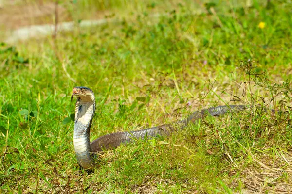 stock image A cobra among green leaves in its natural habitat. likely sunbathing or alert. It appears to be in a defensive posture, commonly seen when snakes feel threatened or are on the lookout.