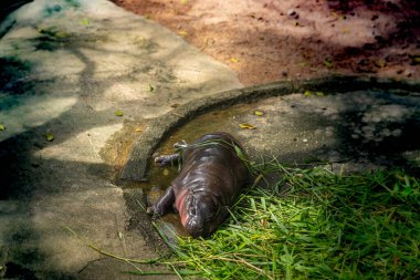 Bebek su aygırları hayatlarının çoğunu uyuyarak geçirirler, ama uyandıklarında kaçarlar ve zıplayıp dururlar, ki bu da Moo Deng isminin geldiği yerdir ve Tayland 'da hayranlar arasında büyük bir heyecan yarattı.