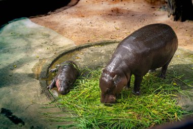 Bir bebek su aygırı Tayland 'da bir hayran çılgınlığına neden oluyor. Moo Deng - kabaca zıplayan domuza çeviri yapan bir isim iki aylık bir pigme hipopotam. Sevgili Baldır Bağlama
