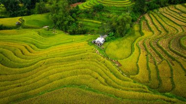 Teraslarda dikilmiş altın sarısı pirinç tarlalarının manzarası. Hasat zamanı, çiftçiler pirinç hasadı için başlarını eğiyorlar. Güneş ışığı altın pirinç saplarının üzerinde parlıyor. pirinç tarlası