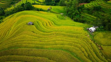 Teraslarda dikilmiş altın sarısı pirinç tarlalarının manzarası. Hasat zamanı, çiftçiler pirinç hasadı için başlarını eğiyorlar. Güneş ışığı altın pirinç saplarının üzerinde parlıyor. pirinç tarlası