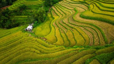 Teraslarda dikilmiş altın sarısı pirinç tarlalarının manzarası. Hasat zamanı, çiftçiler pirinç hasadı için başlarını eğiyorlar. Güneş ışığı altın pirinç saplarının üzerinde parlıyor. pirinç tarlası