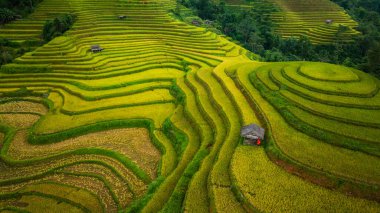 Teraslarda dikilmiş altın sarısı pirinç tarlalarının manzarası. Hasat zamanı, çiftçiler pirinç hasadı için başlarını eğiyorlar. Güneş ışığı altın pirinç saplarının üzerinde parlıyor. pirinç tarlası