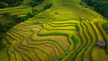 Teraslarda dikilmiş altın sarısı pirinç tarlalarının manzarası. Hasat zamanı, çiftçiler pirinç hasadı için başlarını eğiyorlar. Güneş ışığı altın pirinç saplarının üzerinde parlıyor. pirinç tarlası