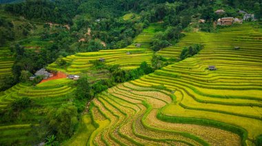 Tepeler boyunca kıvrılan canlı altın pirinç teraslarının hava manzarası, aralarında yerleşmiş küçük geleneksel kulübeler, verimli bir arazide tarım ve doğa arasındaki uyumu gösteriyor..