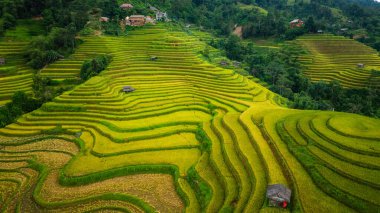 Tepeler boyunca kıvrılan canlı altın pirinç teraslarının hava manzarası, aralarında yerleşmiş küçük geleneksel kulübeler, verimli bir arazide tarım ve doğa arasındaki uyumu gösteriyor..