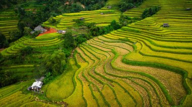 Tepeler boyunca kıvrılan canlı altın pirinç teraslarının hava manzarası, aralarında yerleşmiş küçük geleneksel kulübeler, verimli bir arazide tarım ve doğa arasındaki uyumu gösteriyor..