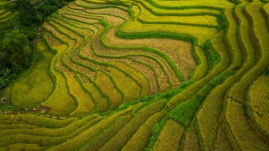 Tepeler boyunca kıvrılan canlı altın pirinç teraslarının hava manzarası, aralarında yerleşmiş küçük geleneksel kulübeler, verimli bir arazide tarım ve doğa arasındaki uyumu gösteriyor..