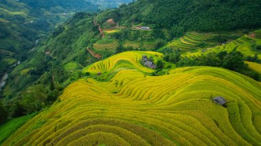 Tepeler boyunca kıvrılan canlı altın pirinç teraslarının hava manzarası, aralarında yerleşmiş küçük geleneksel kulübeler, verimli bir arazide tarım ve doğa arasındaki uyumu gösteriyor..