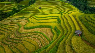 Tepeler boyunca kıvrılan canlı altın pirinç teraslarının hava manzarası, aralarında yerleşmiş küçük geleneksel kulübeler, verimli bir arazide tarım ve doğa arasındaki uyumu gösteriyor..