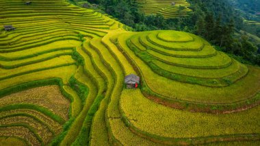 Tepeler boyunca kıvrılan canlı altın pirinç teraslarının hava manzarası, aralarında yerleşmiş küçük geleneksel kulübeler, verimli bir arazide tarım ve doğa arasındaki uyumu gösteriyor..