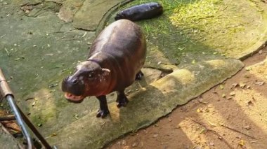 Bir bebek su aygırı Tayland 'da bir hayran çılgınlığına neden oluyor. Moo Deng - kabaca zıplayan domuza çeviri yapan bir isim iki aylık bir pigme hipopotam. Sevgili Baldır Bağlama