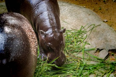 Tatlı Hippo Bebek Tayland 'da ot yiyor.