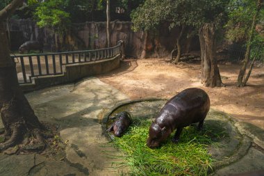 Moo Deng tüm dünyada ünlü olan şirin bir su aygırı bebeğinin adıdır. Yavru bir su aygırı sahnesi. Annesiyle birlikte taze yeşil çimlerin yanında yerde dinleniyor.