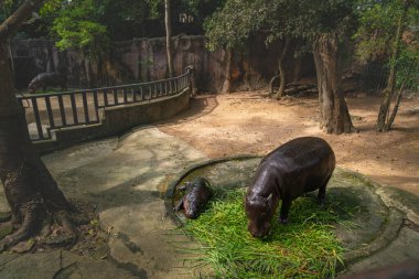 Moo Deng tüm dünyada ünlü olan şirin bir su aygırı bebeğinin adıdır. Yavru bir su aygırı sahnesi. Annesiyle birlikte taze yeşil çimlerin yanında yerde dinleniyor.