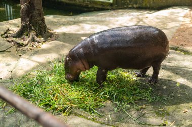 Tatlı Hippo Anne Tayland 'da ot yiyor.
