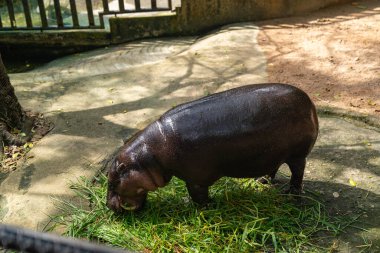 cute Hippo Mother eating grass in Thailand clipart