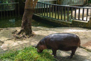 Tatlı Hippo Anne Tayland 'da ot yiyor.