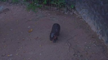 Tayland 'da bebek bir su aygırı. Moo Deng, zıplayan domuz internette yayılan iki aylık bir dişi pigme hipopotam. Sevgili Baldır Bağlama