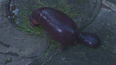 Tayland 'da annesinin yanında bir bebek su aygırı. Moo Deng, zıplayan domuz internette yayılan iki aylık bir dişi pigme hipopotam. Sevgili Baldır Bağlama