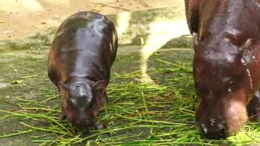 Tayland 'da annesinin yanında bir bebek su aygırı. Moo Deng, zıplayan domuz internette yayılan iki aylık bir dişi pigme hipopotam. Sevgili Baldır Bağlama