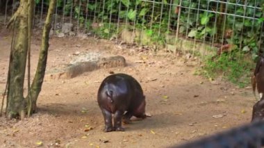Tayland 'da annesinin yanında bir bebek su aygırı. Moo Deng, zıplayan domuz internette yayılan iki aylık bir dişi pigme hipopotam. Sevgili Baldır Bağlama