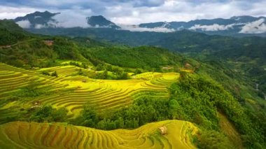 Yüksek dağdaki altın sarısı pirinç teraslarının hava hiper yanıltıcı görüntüsü