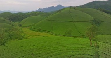 Yeşil dağlardaki çay tarlalarının havadan görünüşü