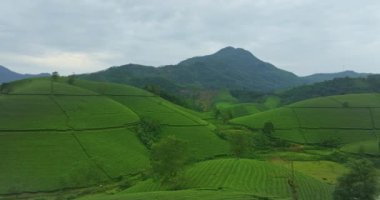 Dağlardaki çay tarlalarının havadan görünüşü