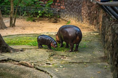 A close-up view of a baby pygmy hippopotamus alongside an adult, both grazing on fresh green grass. The image captures the unique appearance and endearing bond of these rare, smaller hippos in a natural setting clipart