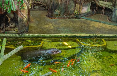 Pigme bir su aygırının sığ bir havuzda birlikte dinlendiği huzurlu bir an. İkisi arasındaki yakın bağ hayvanat bahçesi ortamlarında rahatlarken vurgulanıyor. Nesli tükenmekte olan bu türün besleyici tarafını gösteriyor..