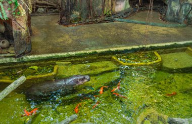 Pigme bir su aygırının sığ bir havuzda birlikte dinlendiği huzurlu bir an. İkisi arasındaki yakın bağ hayvanat bahçesi ortamlarında rahatlarken vurgulanıyor. Nesli tükenmekte olan bu türün besleyici tarafını gösteriyor..