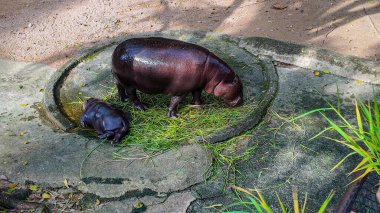 Chonburi, Tayland 'daki Khao Kheow Hayvanat Bahçesi' nde annesinin yanında uyuyan bir bebek hipopotam. Dünyaca ünlü bebek hipopotamın adı Moo Deng. O bir dişi ve etrafta zıplamak gibi özel bir özelliği var..    