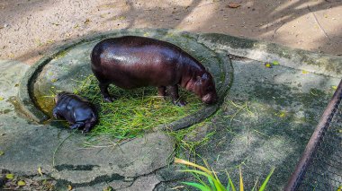 Chonburi, Tayland 'daki Khao Kheow Hayvanat Bahçesi' nde annesinin yanında uyuyan bir bebek hipopotam. Dünyaca ünlü bebek hipopotamın adı Moo Deng. O bir dişi ve etrafta zıplamak gibi özel bir özelliği var..    