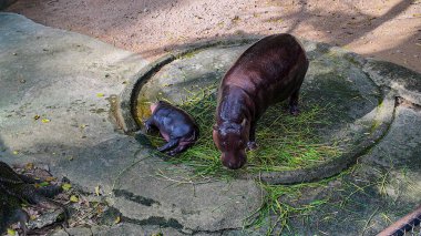 Chonburi, Tayland 'daki Khao Kheow Hayvanat Bahçesi' nde annesinin yanında uyuyan bir bebek hipopotam. Dünyaca ünlü bebek hipopotamın adı Moo Deng. O bir dişi ve etrafta zıplamak gibi özel bir özelliği var..    