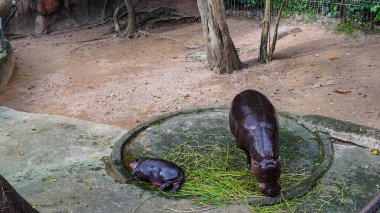 Chonburi, Tayland 'daki Khao Kheow Hayvanat Bahçesi' nde annesinin yanında uyuyan bir bebek hipopotam. Dünyaca ünlü bebek hipopotamın adı Moo Deng. O bir dişi ve etrafta zıplamak gibi özel bir özelliği var..    