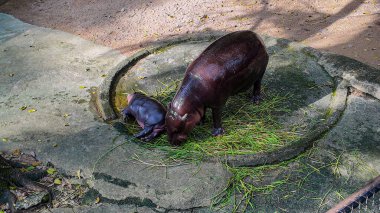 A baby hippo sleeping near its mother at Khao Kheow Zoo in Chonburi, Thailand. The world-famous cute baby hippo is called Moo Deng. She is a female and has a special characteristic of jumping around.     clipart