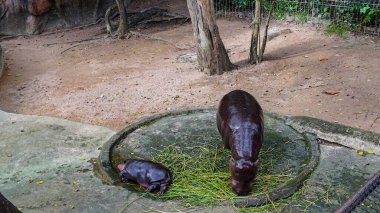 Chonburi, Tayland 'daki Khao Kheow Hayvanat Bahçesi' nde annesinin yanında uyuyan bir bebek hipopotam. Dünyaca ünlü bebek hipopotamın adı Moo Deng. O bir dişi ve etrafta zıplamak gibi özel bir özelliği var..    