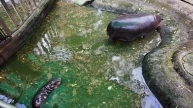 Moo Deng adında şirin bir su aygırı. Dünyaca ünlü küçük su aygırı parkta annesiyle oynuyor. Zıplayan domuzlar kanat çırpar ve zıplar, onları internette ünlü yapan eşsiz bir özellik..