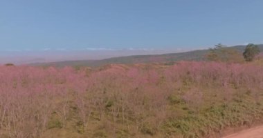 Parlak mavi gökyüzünün altında canlı pembe çiçekleri olan yemyeşil bir ormanın havadan görünüşü. Manzarada kayan tepeler ve uzak dağlar huzur ve doğal güzelliği çağrıştırıyor.