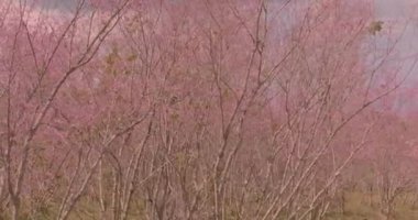 Parlak mavi gökyüzünün altında canlı pembe çiçekleri olan yemyeşil bir ormanın havadan görünüşü. Manzarada kayan tepeler ve uzak dağlar huzur ve doğal güzelliği çağrıştırıyor.