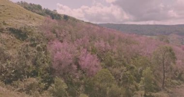 Parlak mavi gökyüzünün altında canlı pembe çiçekleri olan yemyeşil bir ormanın havadan görünüşü. Manzarada kayan tepeler ve uzak dağlar huzur ve doğal güzelliği çağrıştırıyor.