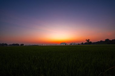 Dramatik bir akşam gökyüzünün altında yemyeşil sapları olan huzurlu bir pirinç tarlası siluetli tepelerin arka planına kurulmuş. Dağınık yumuşak güneş ışığı huzurlu ve resmedilmeye değer kırsal bir manzara yaratır..